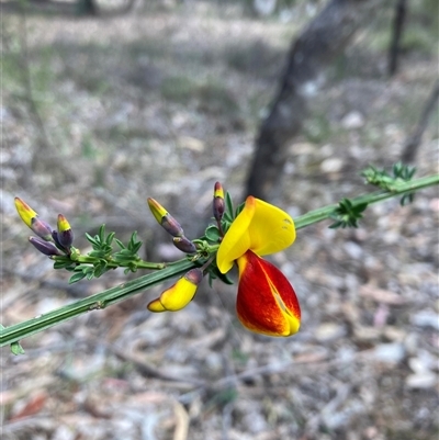 Cytisus scoparius subsp. scoparius (Scotch Broom, Broom, English Broom) at Canberra Airport, ACT - 8 Nov 2025 by SilkeSma