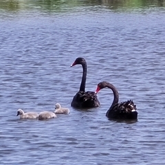 Cygnus atratus at Fyshwick, ACT - Yesterday by Mike
