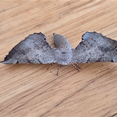Circopetes obtusata (Grey Twisted Moth) at Yass River, NSW - 8 Nov 2025 by SenexRugosus