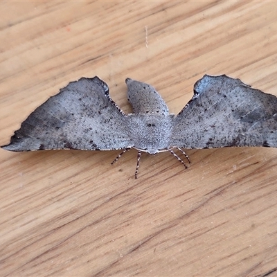 Circopetes obtusata (Grey Twisted Moth) at Yass River, NSW - 8 Nov 2025 by SenexRugosus