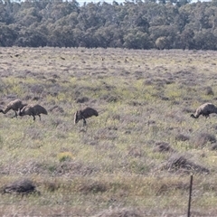 Dromaius novaehollandiae (Emu) at Carrathool, NSW - 1 Oct 2025 by AlisonMilton