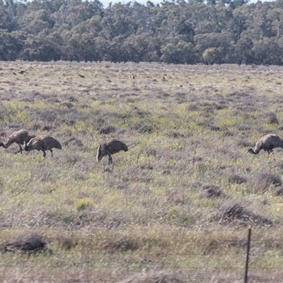 Dromaius novaehollandiae (Emu) at Carrathool, NSW - 1 Oct 2025 by AlisonMilton