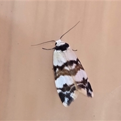 Thallarcha albicollis (Crossed Footman) at Yass River, NSW - 8 Nov 2025 by SenexRugosus