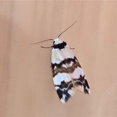 Thallarcha albicollis (Crossed Footman) at Yass River, NSW - 8 Nov 2025 by SenexRugosus