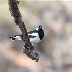 Grallina cyanoleuca (Magpie-lark) at Balranald, NSW - 1 Oct 2025 by AlisonMilton