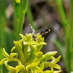 Spathulina acroleuca (A seed fly) at Hawker, ACT - 8 Nov 2025 by sangio7