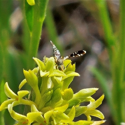 Spathulina acroleuca (A seed fly) at Hawker, ACT - 8 Nov 2025 by sangio7