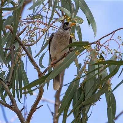 Manorina melanocephala at Balranald, NSW - 1 Oct 2025 by AlisonMilton