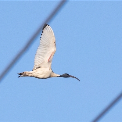 Threskiornis molucca at Mildura, VIC - 1 Oct 2025 by AlisonMilton