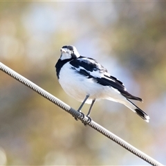 Grallina cyanoleuca (Magpie-lark) at Mildura, VIC - 1 Oct 2025 by AlisonMilton