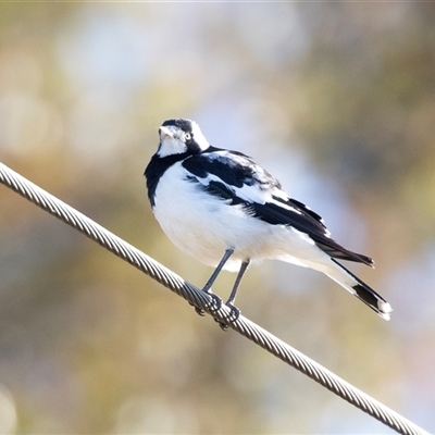 Grallina cyanoleuca (Magpie-lark) at Mildura, VIC - 1 Oct 2025 by AlisonMilton