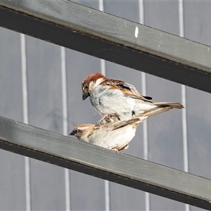 Passer domesticus at Mildura, VIC - 1 Oct 2025 by AlisonMilton
