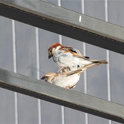 Passer domesticus (House Sparrow) at Mildura, VIC - 1 Oct 2025 by AlisonMilton