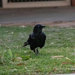Corvus coronoides at Mildura, VIC - 1 Oct 2025 by AlisonMilton