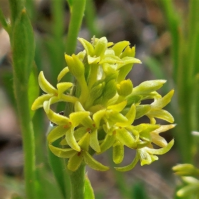 Pimelea curviflora var. sericea (Curved Riceflower) at Hawker, ACT - 8 Nov 2025 by sangio7