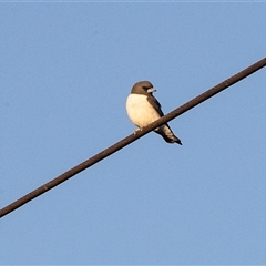 Artamus leucorynchus (White-breasted Woodswallow) at Mildura, VIC - 1 Oct 2025 by AlisonMilton