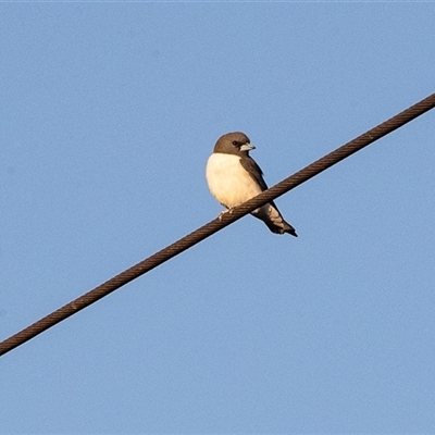 Artamus leucorynchus (White-breasted Woodswallow) at Mildura, VIC - 1 Oct 2025 by AlisonMilton
