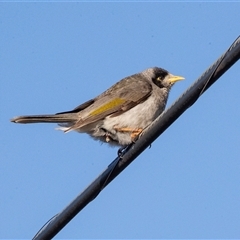 Manorina melanocephala at Mildura, VIC - 1 Oct 2025 by AlisonMilton