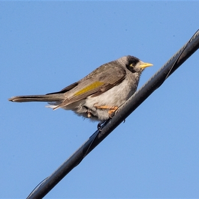 Manorina melanocephala at Mildura, VIC - 1 Oct 2025 by AlisonMilton