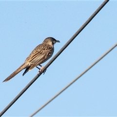 Anthochaera carunculata (Red Wattlebird) at Mildura, VIC - 1 Oct 2025 by AlisonMilton