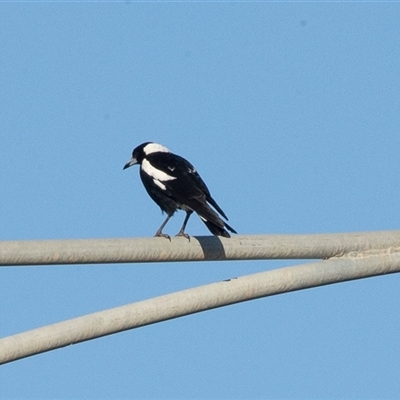 Gymnorhina tibicen (Australian Magpie) at Mildura, VIC - 1 Oct 2025 by AlisonMilton