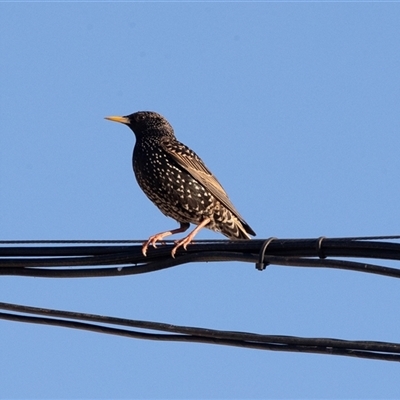 Sturnus vulgaris (Common Starling) at Mildura, VIC - 1 Oct 2025 by AlisonMilton