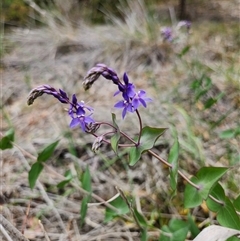 Veronica perfoliata (Digger's Speedwell) at Fyshwick, ACT - 7 Nov 2025 by Tawny4