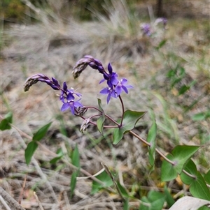 Unverified Other Wildflower or Herb at Fyshwick, ACT - Yesterday by Tawny4