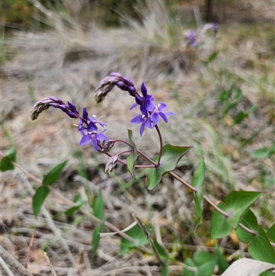 Veronica perfoliata (Digger's Speedwell) at Fyshwick, ACT - 7 Nov 2025 by Tawny4