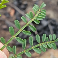 Indigofera adesmiifolia (Tick Indigo) at Hawker, ACT - 8 Nov 2025 by sangio7