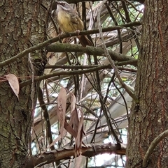 Sericornis frontalis at Kingston, ACT - 7 Nov 2025 by Tawny4