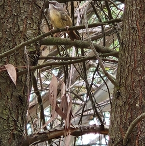 Unverified Small (Robin, Finch, Thornbill etc) at Kingston, ACT - Yesterday by Tawny4