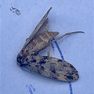 Unverified Moth (Lepidoptera) at Higgins, ACT - Today by Jennybach