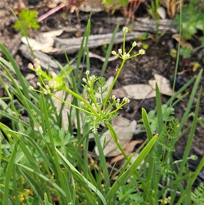 Daucus glochidiatus (Australian Carrot) at Hawker, ACT - 8 Nov 2025 by sangio7
