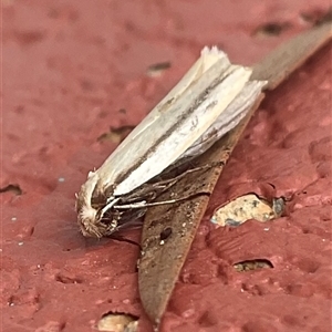 Unverified Concealer moth (Oecophoridae) at Higgins, ACT - Today by Jennybach