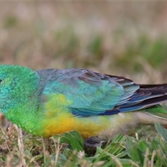 Psephotus haematonotus at Greenway, ACT - 6 Nov 2025 by JadeVic