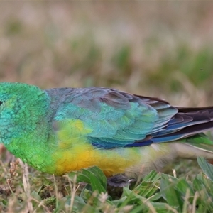 Psephotus haematonotus at Greenway, ACT - 6 Nov 2025 by JadeVic