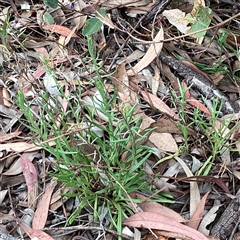 Rutidosis leptorhynchoides (Button Wrinklewort) at Higgins, ACT - 8 Nov 2025 by Untidy