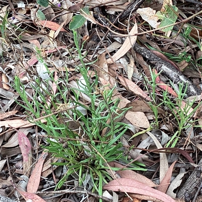 Rutidosis leptorhynchoides (Button Wrinklewort) at Higgins, ACT - 8 Nov 2025 by Untidy