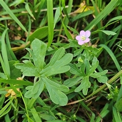 Geranium gardneri (Rough Crane's-Bill) at Hawker, ACT - 8 Nov 2025 by sangio7