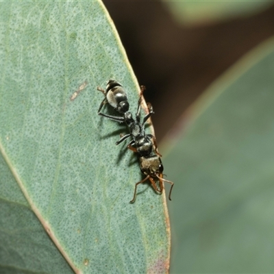 Myrmecia sp., pilosula-group (Jack jumper) at Hawker, ACT - 14 Oct 2025 by AlisonMilton