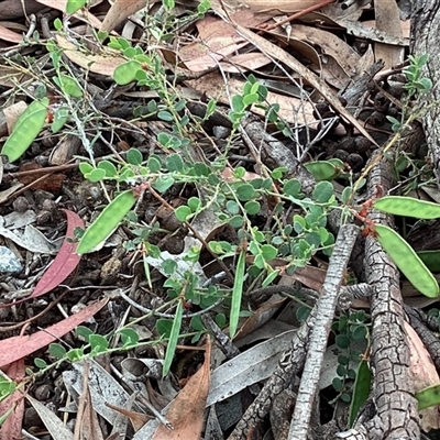 Bossiaea buxifolia (Matted Bossiaea) at Higgins, ACT - 8 Nov 2025 by Untidy