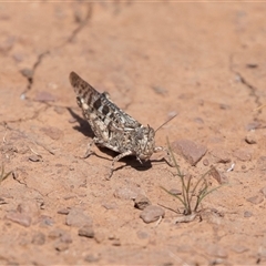 Chortoicetes terminifera (Australian Plague Locust) at Flinders Ranges, SA - 25 Sep 2025 by AlisonMilton