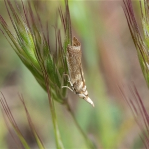 Unverified Concealer moth (Oecophoridae) at Flinders Ranges, SA - 25 Sep 2025 by AlisonMilton