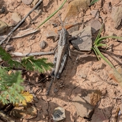 Unverified Grasshopper (several families) at Flinders Ranges, SA - 25 Sep 2025 by AlisonMilton