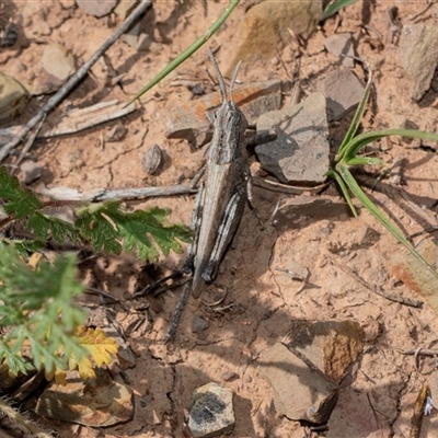 Unverified Grasshopper (several families) at Flinders Ranges, SA - 25 Sep 2025 by AlisonMilton
