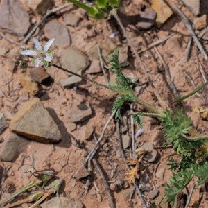 Unverified Other Wildflower or Herb at Flinders Ranges, SA - 25 Sep 2025 by AlisonMilton