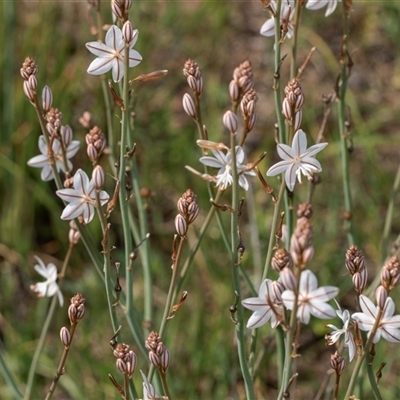 Burchardia umbellata at Flinders Ranges, SA - 25 Sep 2025 by AlisonMilton