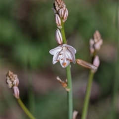 Asphodelus fistulosus at Flinders Ranges, SA - 25 Sep 2025 by AlisonMilton