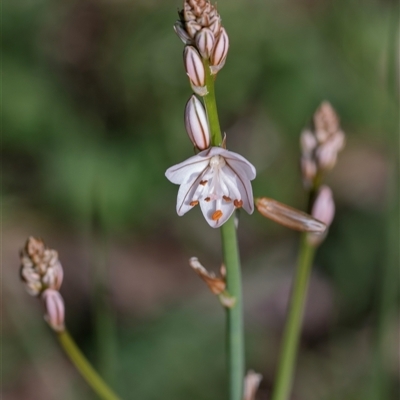 Asphodelus fistulosus at Flinders Ranges, SA - 25 Sep 2025 by AlisonMilton